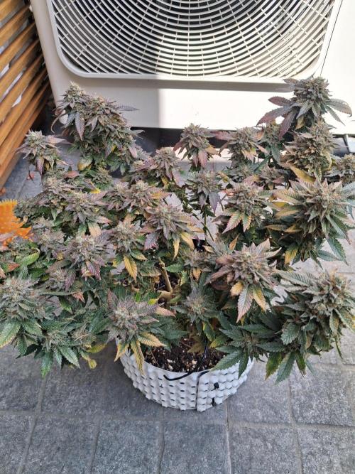 Glookies by Labar. Week 17