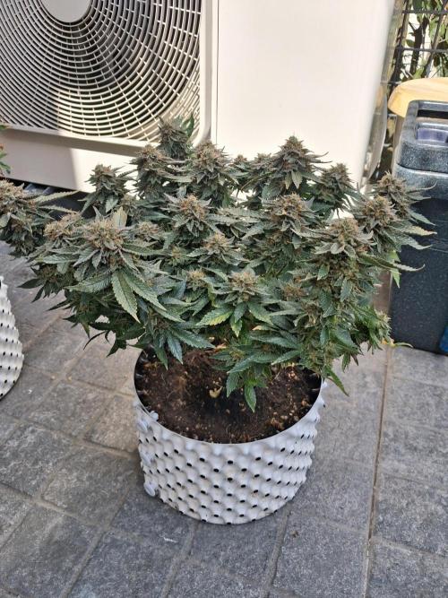 Glookies by Labar. Week 17