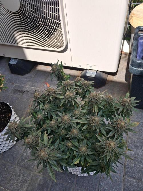 Glookies by Labar. Week 17