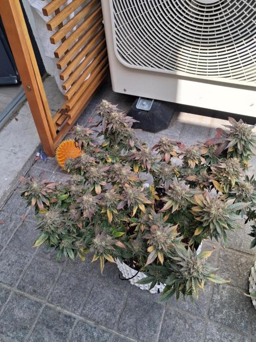 Glookies by Labar. Week 17