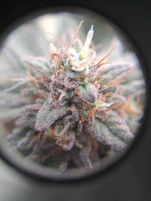 Glookies by Labar. Week 17