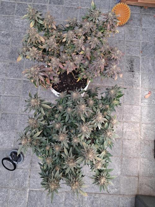 Glookies by Labar. Week 17