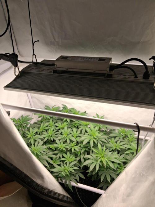 Glookies. Week 11