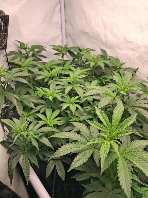 Glookies. Week 11