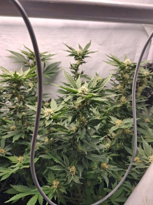 Glookies. Week 13