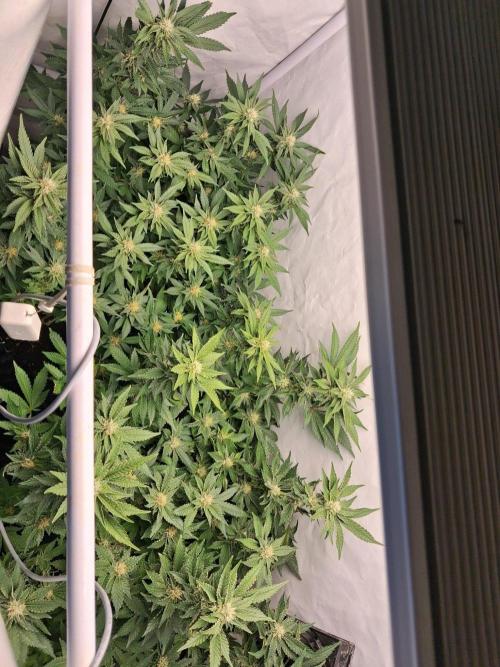 Glookies. Week 13
