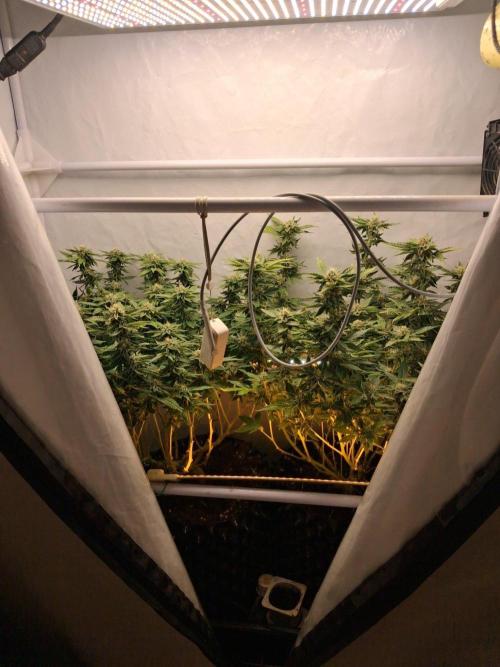 Glookies. Week 14