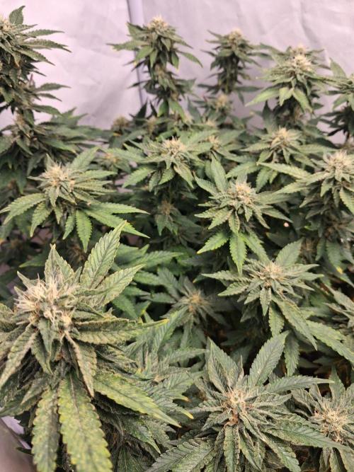 Glookies. Week 14