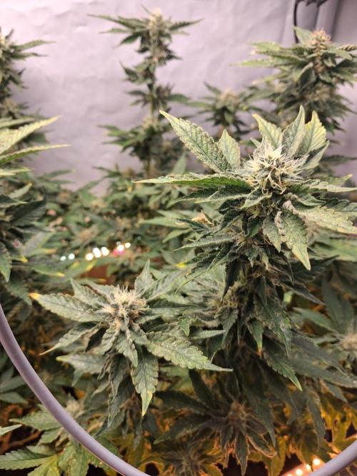 Glookies. Week 14