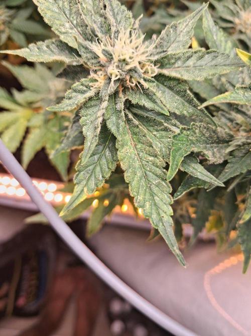 Glookies. Week 14