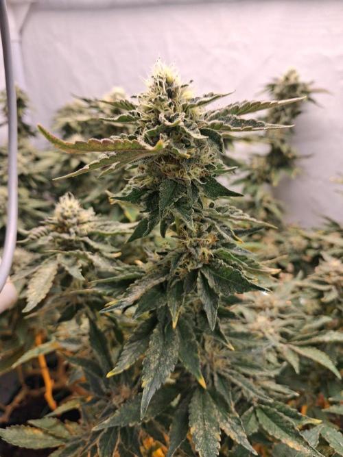 Glookies. Week 15