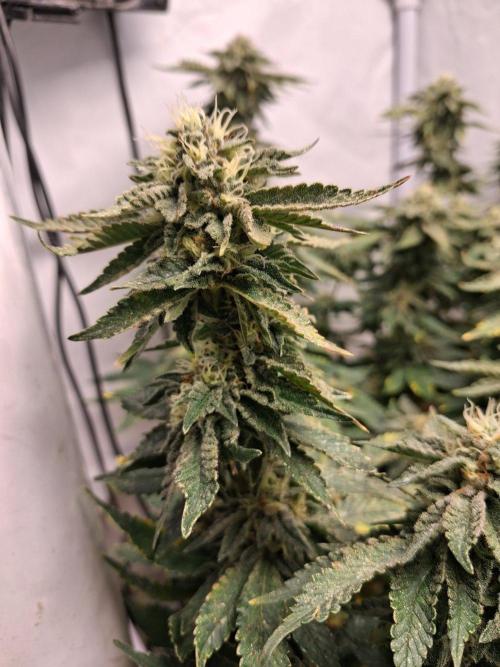 Glookies. Week 15