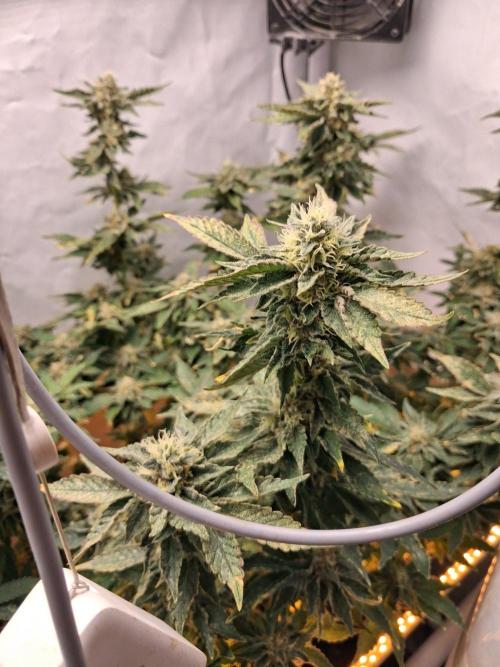 Glookies. Week 15