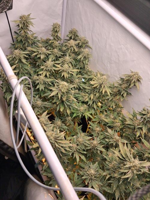 Glookies. Week 16