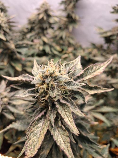 Glookies. Week 16