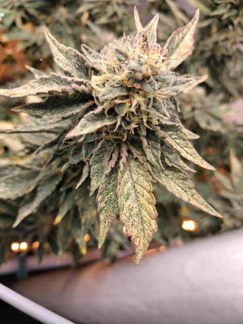 Glookies. Week 16