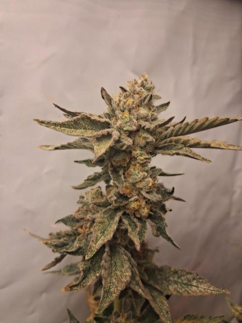 Glookies. Week 17