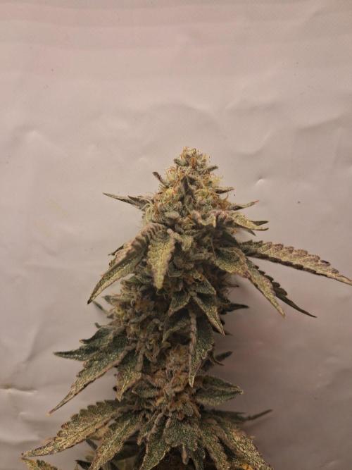 Glookies. Week 17