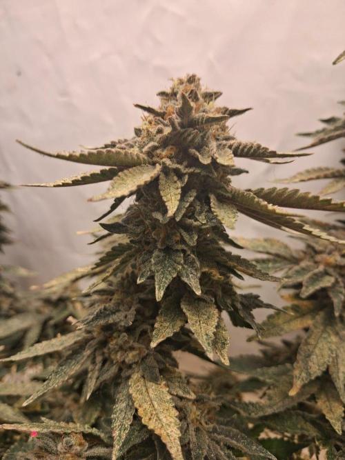 Glookies. Week 17