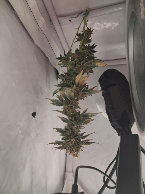 Glookies. Week 17