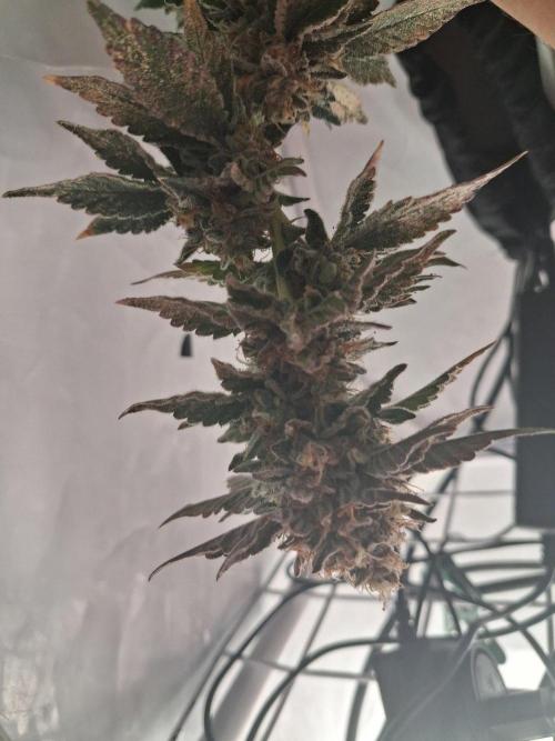 Glookies. Week 17