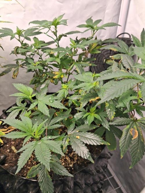 Gelato and glookies. Week 9