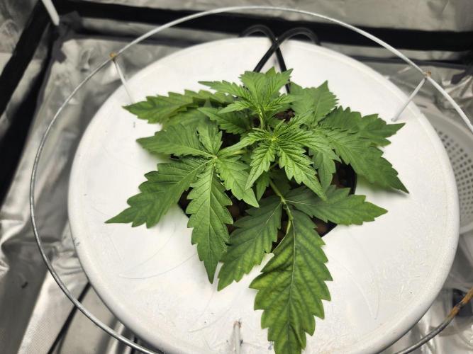 Apples and Bananas autoflower. Week 3