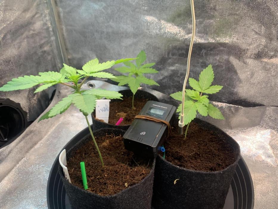 1grow. Week 2