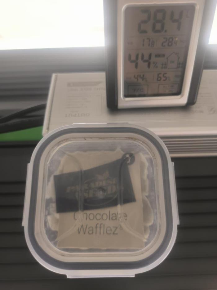 Chocolate Wafflez. Week 0