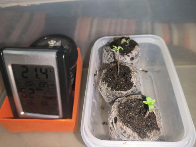 Chocolate Wafflez. Week 1