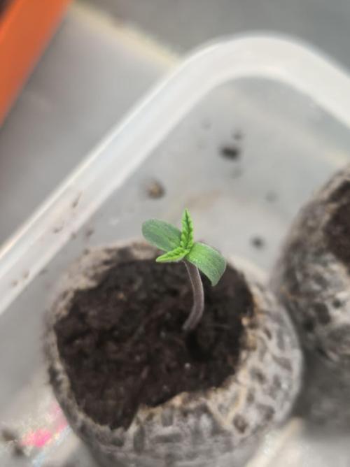 Chocolate Wafflez. Week 1