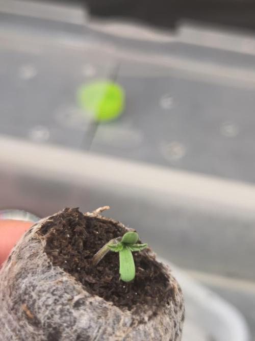 Chocolate Wafflez. Week 1