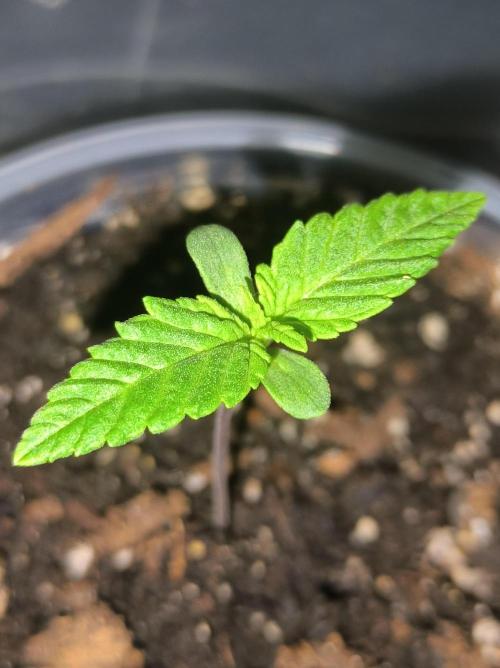 Chocolate Wafflez. Week 2