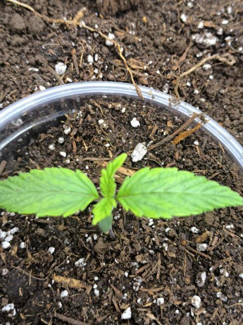 Chocolate Wafflez. Week 2