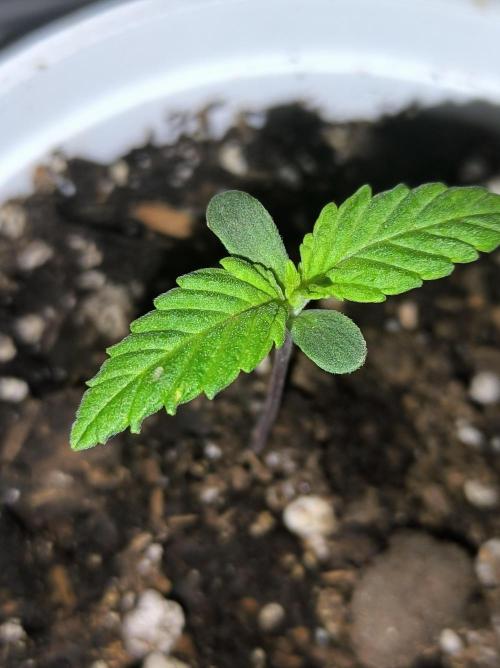 Chocolate Wafflez. Week 2