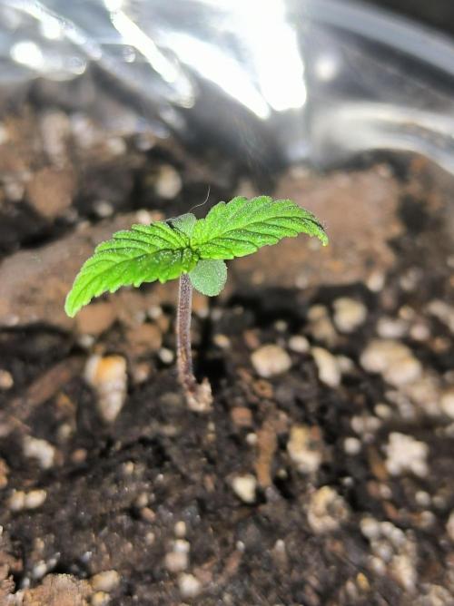 Chocolate Wafflez. Week 2