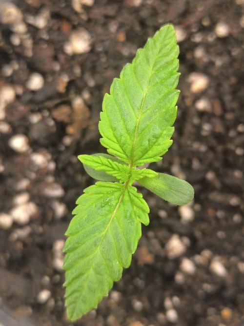 Chocolate Wafflez. Week 2