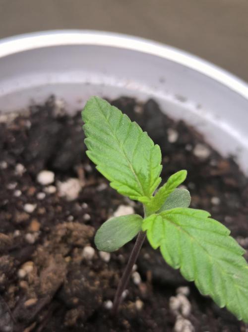 Chocolate Wafflez. Week 2