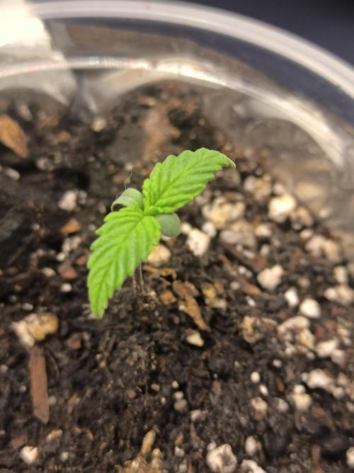 Chocolate Wafflez. Week 2