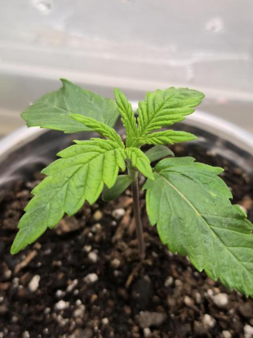 Chocolate Wafflez. Week 2