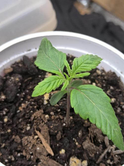 Chocolate Wafflez. Week 2