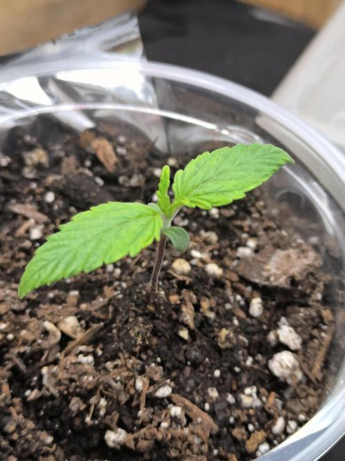 Chocolate Wafflez. Week 2