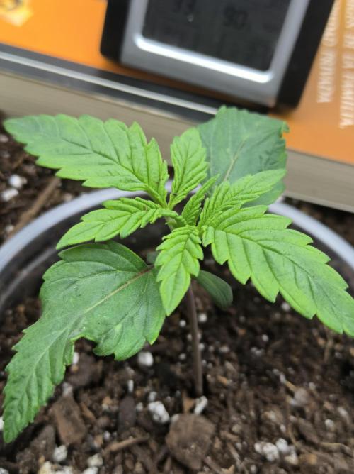 Chocolate Wafflez. Week 2