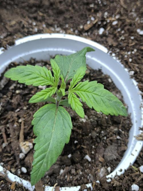 Chocolate Wafflez. Week 2