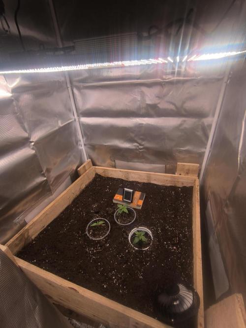 Chocolate Wafflez. Week 2