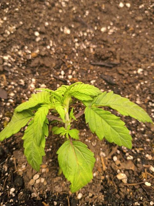 Chocolate Wafflez. Week 3