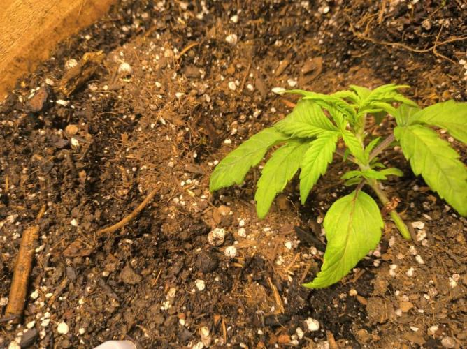 Chocolate Wafflez. Week 3