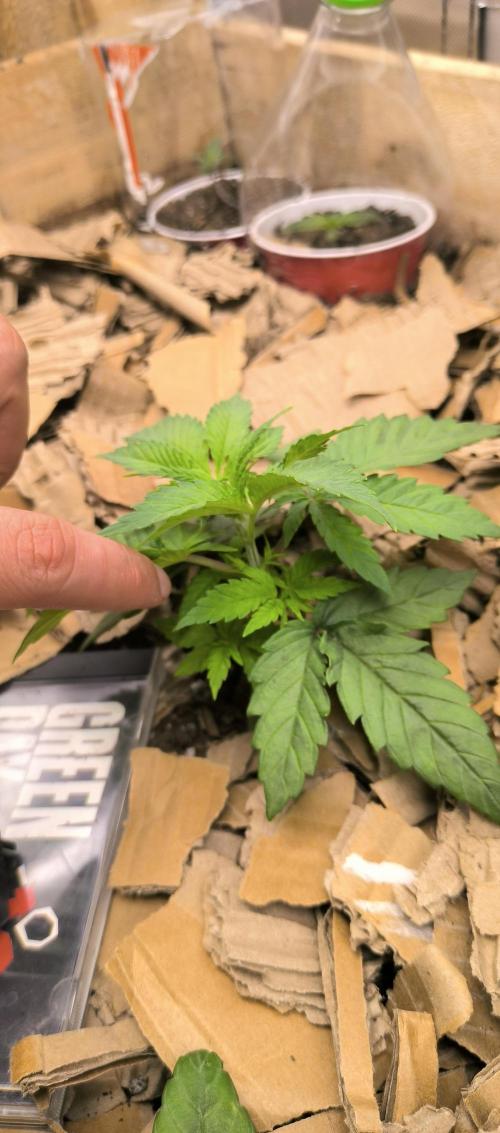 Chocolate Wafflez. Week 4 - It had the desired effect of making the side leaves grow more vigorously. 