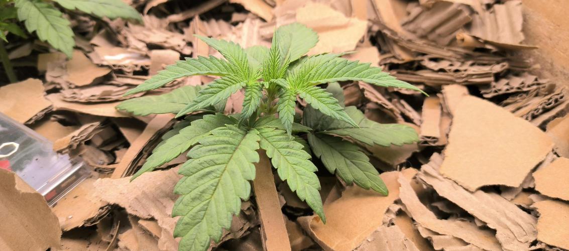 Chocolate Wafflez. Week 4 - Didn't grow very tall because the light was too low. I fixed that a few days ago