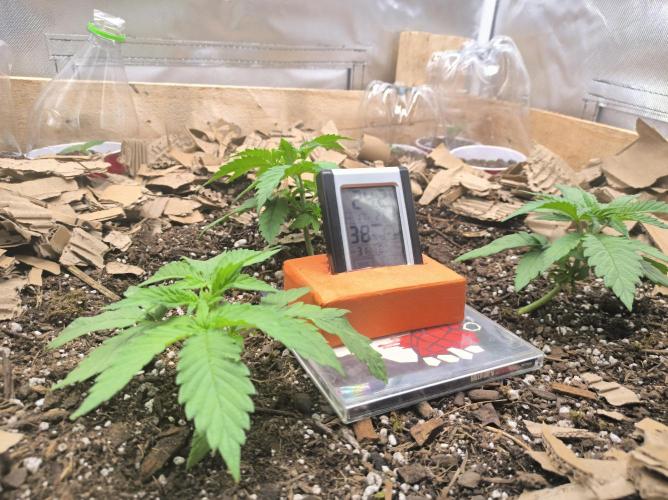 Chocolate Wafflez. Week 4